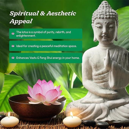 20 Pcs Japanese Bonsai Lotus Seeds Pack of 1